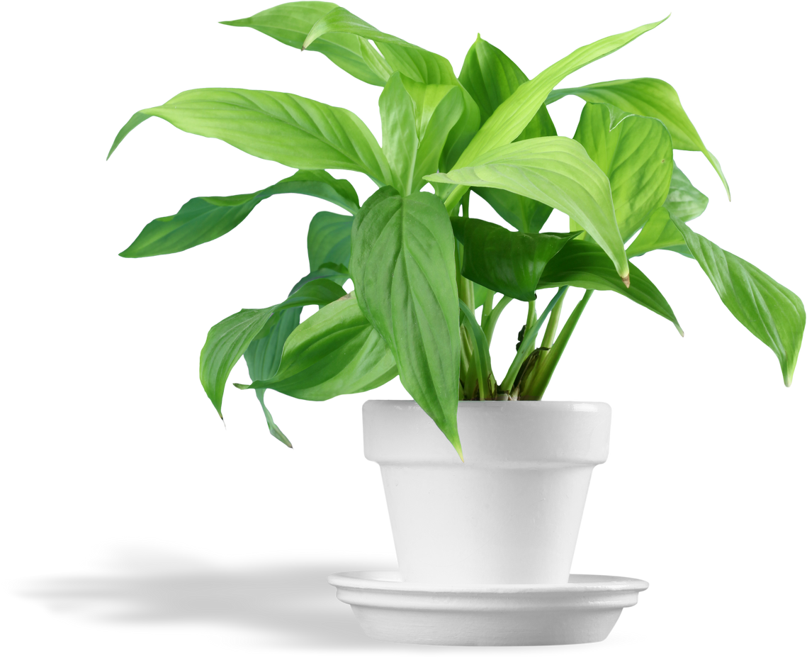 Lush Potted Plant